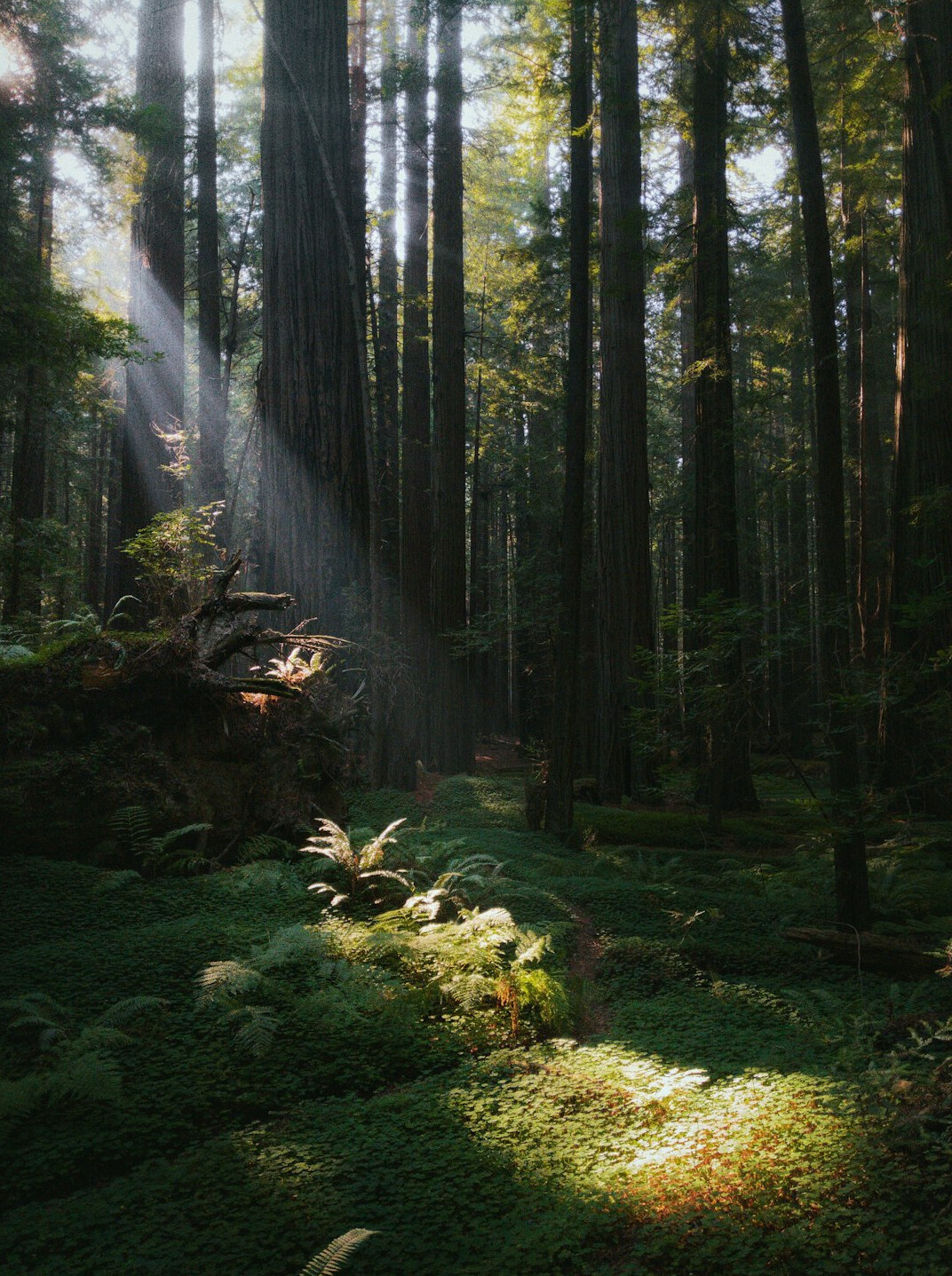 Sunlight through tall trees in a green forest