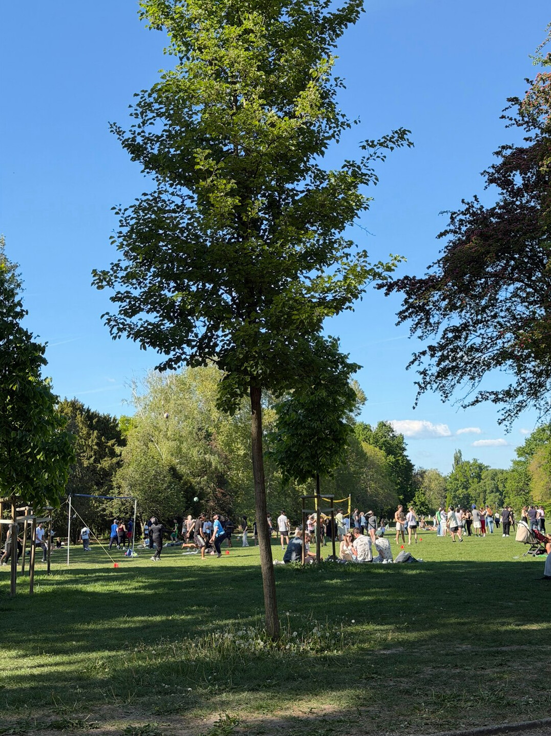 community tree planting