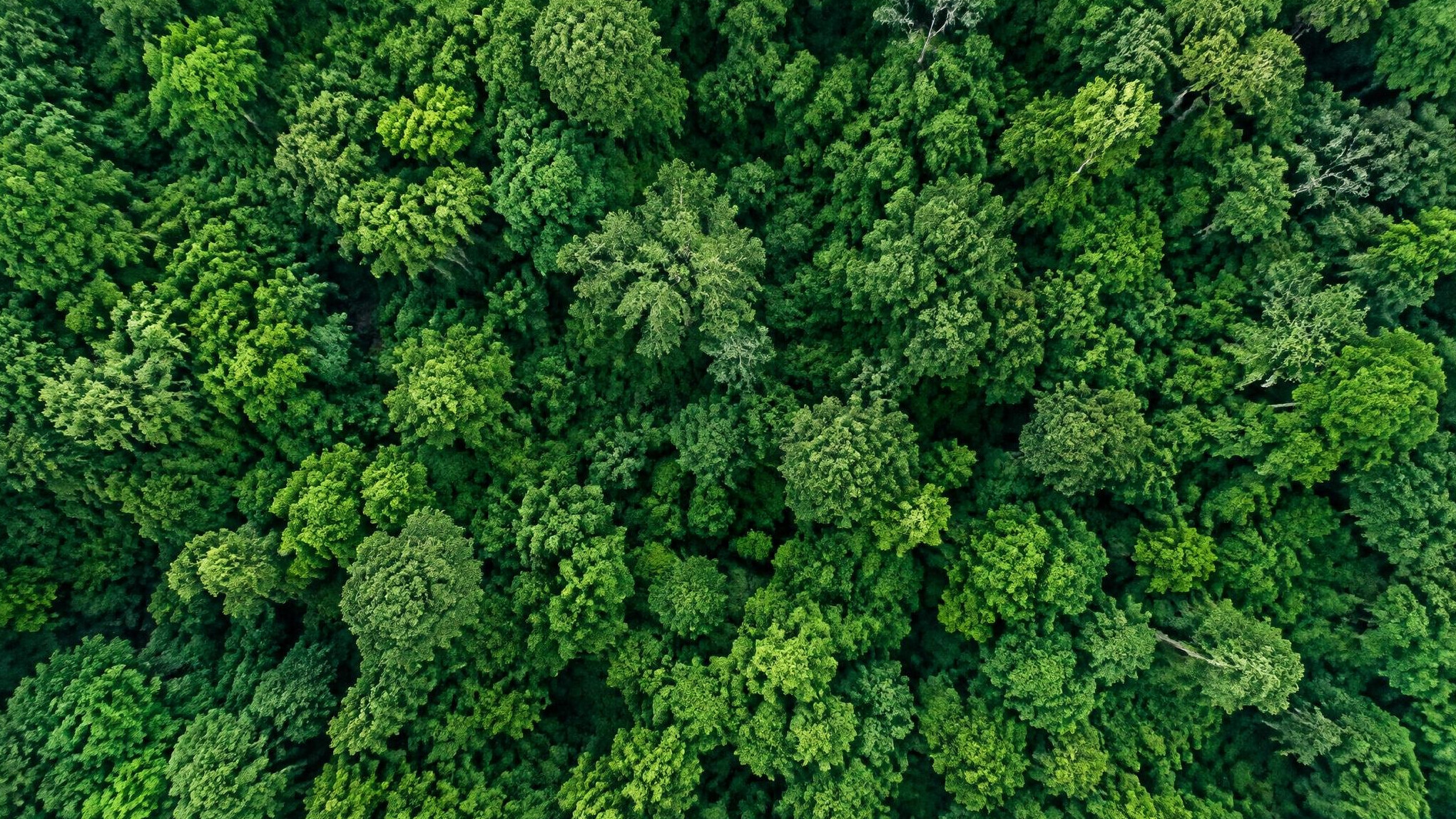 aerial view of lush forest