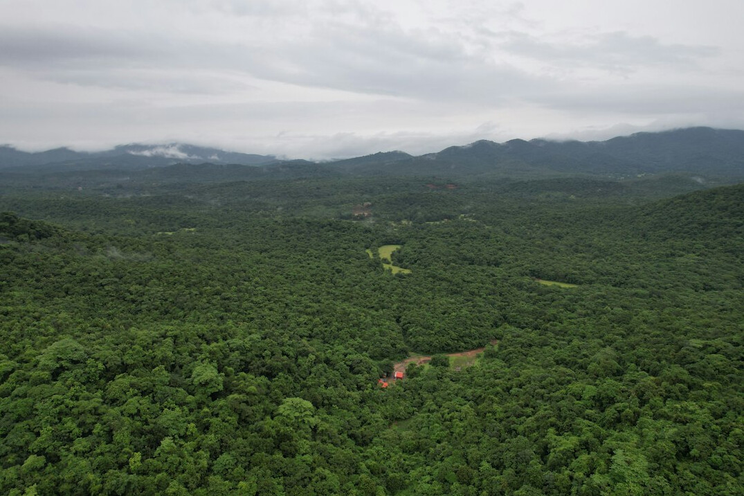 aerial view of lush forest
